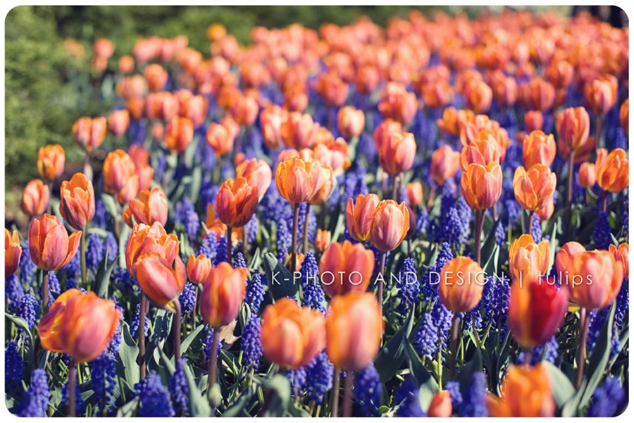 Tulip Festival