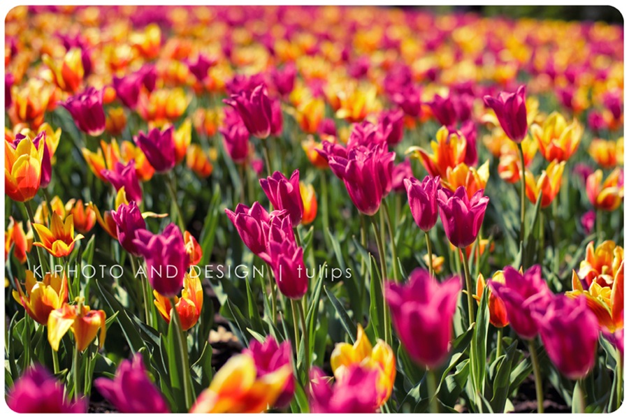 Tulips