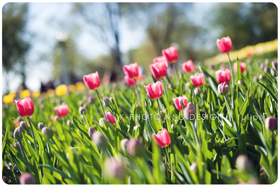 Tulip Festival