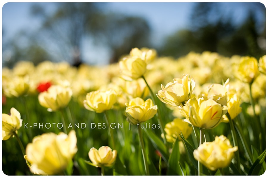 yellow tulips
