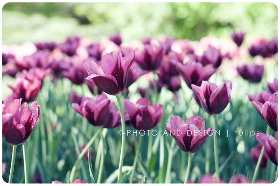Purple tulips