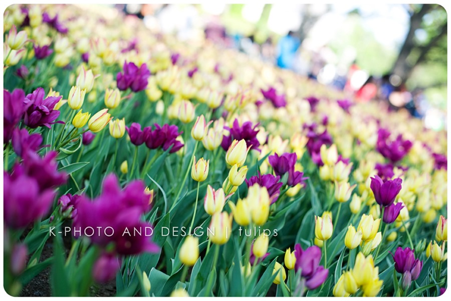 TulipFest